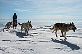 Dog sledding,Siberia,Russia