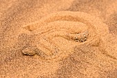 Peringuey's Adder burying itself in sand