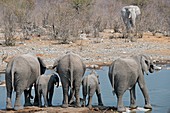 African elephants drinking water