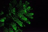 Coral fluorescing green