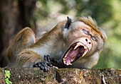 Male toque macaque yawning