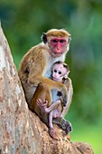 Toque macaque mother and baby