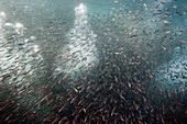 Common dolphins herding fish