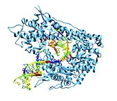 RNA polymerase molecule