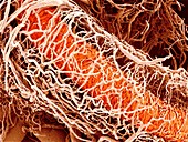 Blood vessels supplying a testis,SEM