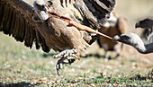 Griffon vultures feeding,Spain