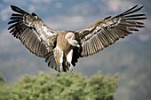 Griffon vulture flying,Spain