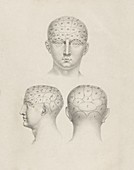 Phrenology head regions,1825