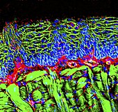 Tongue,fluorescence micrograph