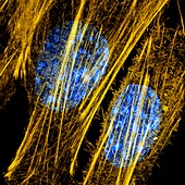 Fibroblasts,3D-structured micrograph