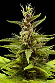Cannabis sativa flower