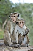 Toque Macaque Embrace