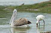 Spot-billed Pelican & Eurasian Spoonbill