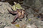 Hermit Crab in it's gastropod shell