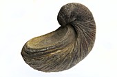 Fossilised extinct Jurassic oyster