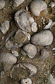 Fossilised Jurassic oyster bed