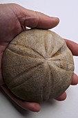 Fossilised Jurassic sea urchin