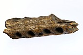 Fossilised Gharial crocodile snout