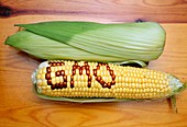 Genetically engineered maize