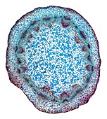 Michaelmas daisy stem,light micrograph