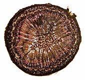 Dicotyledon plant stem,light micrograph