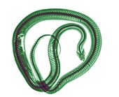 Snake under x-ray