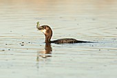 Pygmy Cormorant (Microcarbo pygmeus)