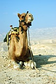 Closeup of a camel