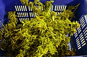 Home Grown Cannabis plants