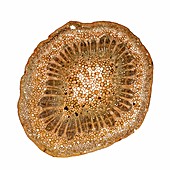 Grapevine stem,light micrograph