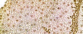 Arum leaf surface,light micrograph