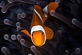 False clownfish