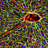 Kidney arteriole,fluorescence micrograph