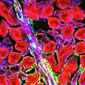 Liver arteriole,fluorescence micrograph