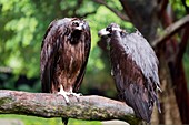 White-backed vultures in the rain