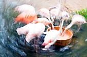 Flamingos feeding