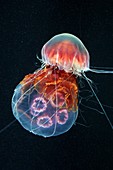 Jellyfish feeding