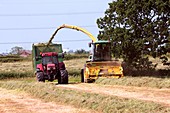 Grass cutting