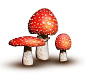 Fly agaric mushrooms,artwork