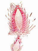 Teasel flower bud,light micrograph
