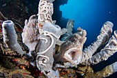 Yawning frogfish in sponge