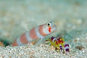Shrimpgoby with commensal shrimp