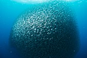 School of sardines in the Philippines