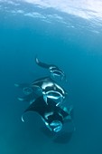 Manta rays in the Maldives