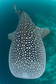 Looking down on a whale shark