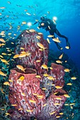 Cameraman filming diverse reef