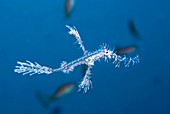 An ornate ghost pipefish