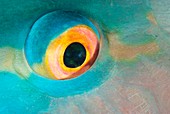 Eye of a redlip parrotfish