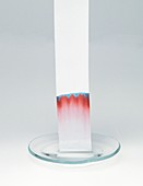 Chromatography paper in glass dish