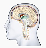 Human brain,cross-section,side view